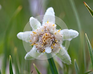 Edelweiss flower close-up