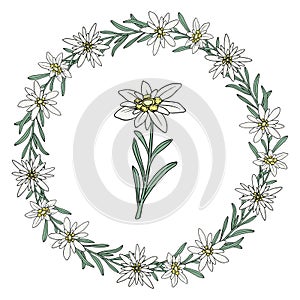 Edelweiss flower. Floral wreath. Mountain plant. Hand draw sketch