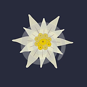 Edelweiss flower icon