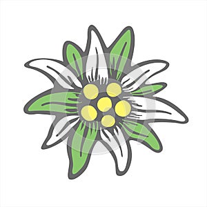 Edelweiss flower icon vector alpine icon flat web sign symbol logo label