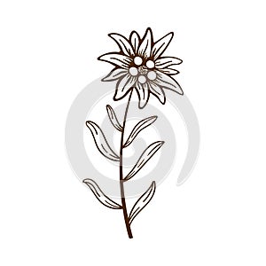 Edelweiss flower icon vector alpine icon flat web sign symbol logo label