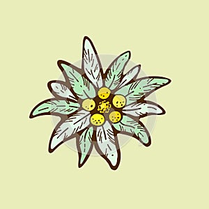 Edelweiss flower icon vector alpine icon flat web sign symbol logo label