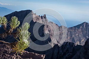 An Edelweiss flower or known as Eternal Flower. Raung is the most challenging of all Javaâ€™s mountain trails, also is one of the