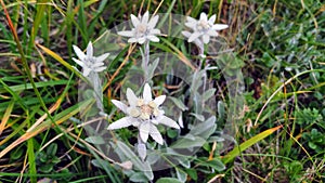 Edelweiss flower