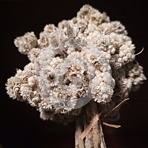 edelweiss flower, & x28;Leontopodium alpinum& x29;, perennial plant of the family Asteraceae,