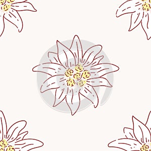 Edelweiss flower seamless pattern, tile symbol alpinism alps germany logo photo