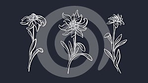 Edelweiss flower set. Vector mountain plant sketch