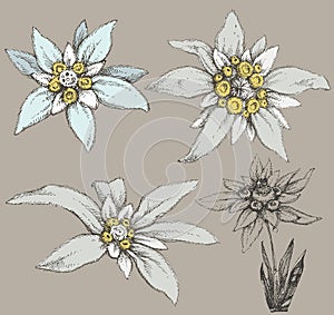 Edelweiss flower