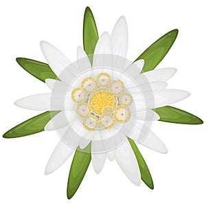 edelweiss flower symbol