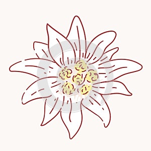 Edelweiss flower symbol alpinism alps germany logo photo