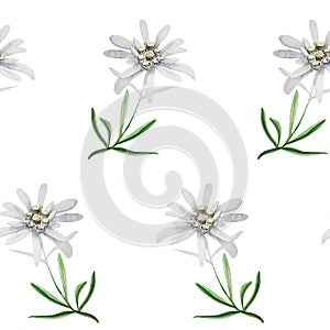Edelweiss flower symbol alpinism alps germany logo set