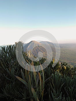 Edelweiss flower on top of Sumbing mountain