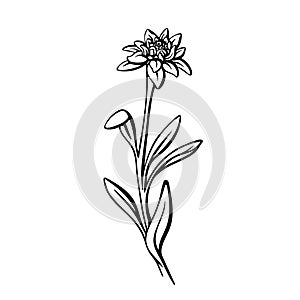 Edelweiss flower. Vector line illustration Sketch