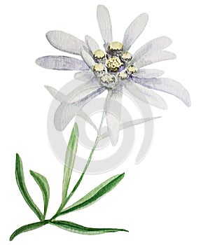 Edelweiss flower watercolor