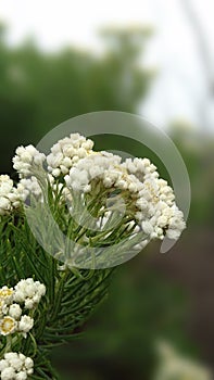 Edelweiss flowers