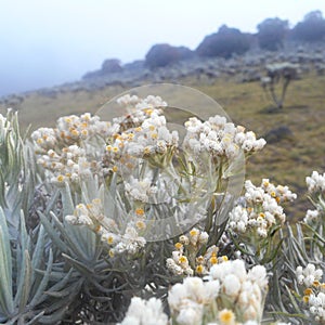 Edelweiss flowers