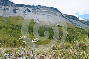 Edelweiss flowers on the background of mountains. Mountain summer landscape, green nature mountains