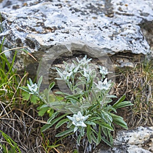 Edelweiss flowers growing in the alp mountains