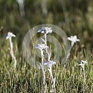 Edelweiss - flowers growing in the mountainous regions of Europe