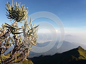 Edelweiss flowers on Mount Merbabu