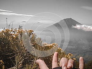 Edelweiss Flowers on the Mount Sindoro Hiking Trail in Wonosobo Indonesia