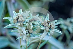 Edelweiss Flowers - Mountain Flowers