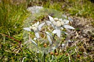 Edelweiss flowers in Vanoise national Park, France