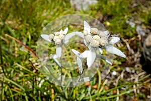 Edelweiss flowers in Vanoise national Park, France