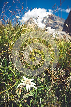 Edelweiss flowers in Vanoise national Park, France