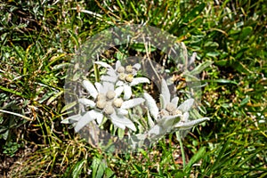 Edelweiss flowers in Vanoise national Park, France