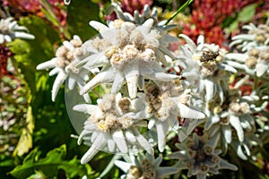 Edelweiss flowers in Vanoise national Park  France