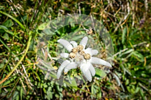 Edelweiss flowers in Vanoise national Park, France