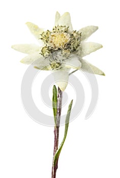 Edelweiss flower