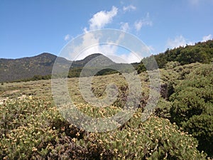 Edelweiss Grass, Papandayan Mountain, Garut