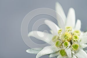 Edelweiss on gray background