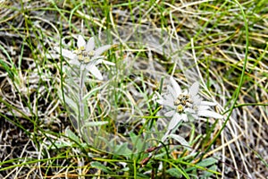 Edelweiss