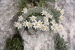 Edelweiss growing on rock Leontopodium alpinum