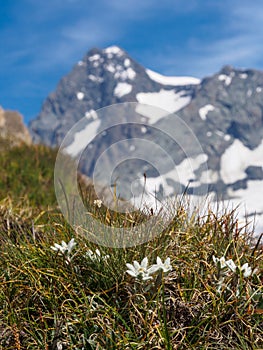 Edelweiss in Hohe Tauern