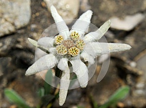 Edelweiss, Leontopodium Alpinum