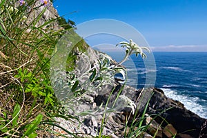 Edelweiss, Leontopodium alpinum photo