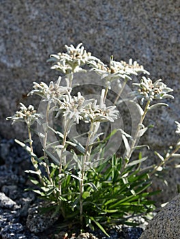 Edelweiss - Leontopodium alpinum