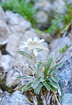 Edelweiss (Leontopodium alpinum)