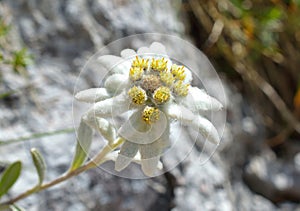 Edelweiss (Leontopodium alpinum)