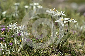 Edelweiss Leontopodium alpinum photo