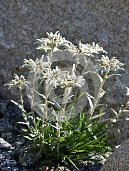 Edelweiss - Leontopodium alpinum photo