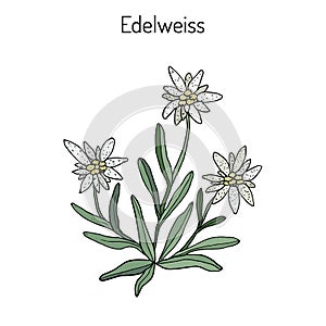 Edelweiss leontopodium alpinum photo