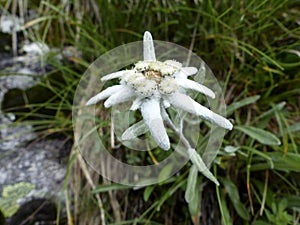 Edelweiss Leontopodium alpinum in high mountains