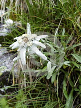 Edelweiss Leontopodium alpinum in high mountains