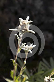 Edelweiss (Leontopodium alpinum) in high mountains