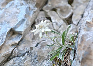 Edelweiss (Leontopodium alpinum) photo